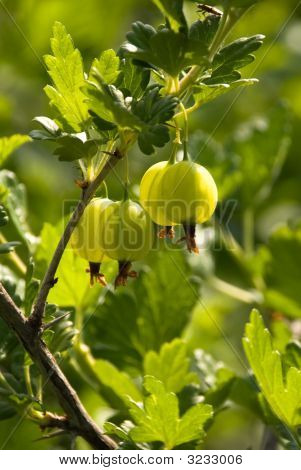 organische Stachelbeeren