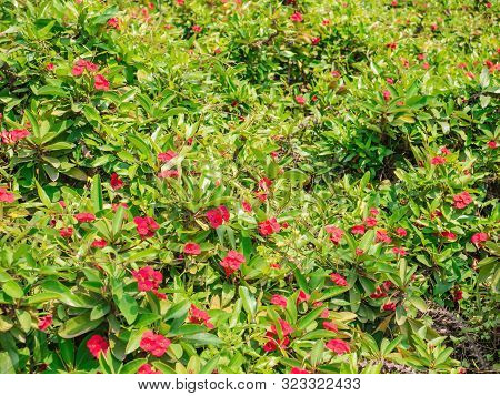 Red Impatiens Flowers Field In The Park At China