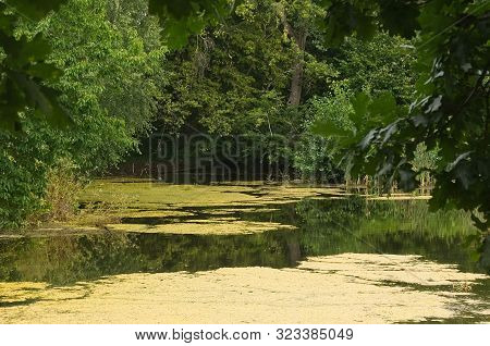 Asmall Pond With Some Duckweed Between The Woods