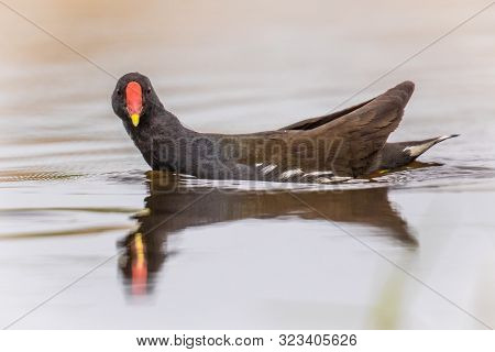 Common Moorhen (gallinula Chloropus) Bird Swimming In Reflecting Water Of Pond In Flanders Belgium. 
