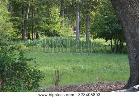Shrubs And Trees At Tonga, Algeria, Africa