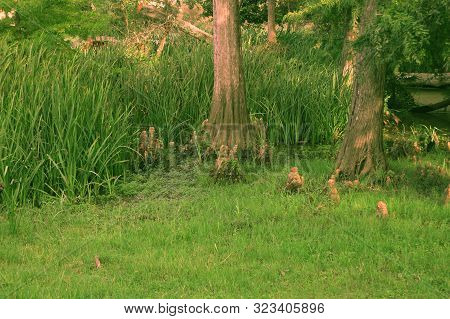 Two Trees In A Swamp, Tonga, Algeria