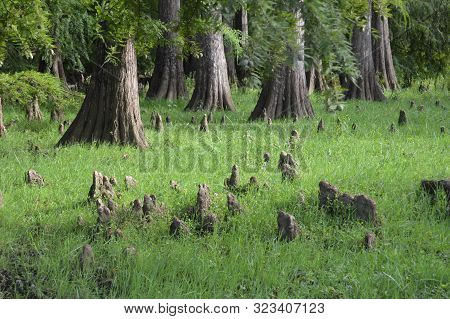 A Forest With Trees And Sliced Trunks