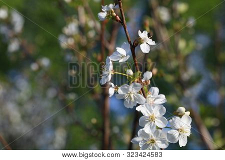 Blooming Cherry Tree In The Garden. Cherry Flowers Close Up.