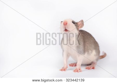 Funny Young Rat Isolated On White. Rodent Pets. Domesticated Rat Close Up. Gray And White Rat Sitts 