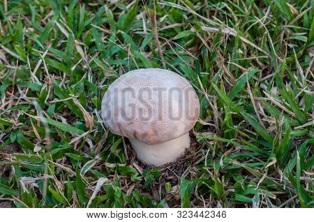 White Giant Puffball Growing On Green Lawn