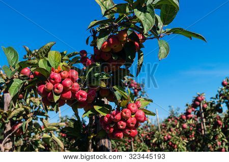 Red Sentinal Small Apple In The Old Country Next To Hamburg