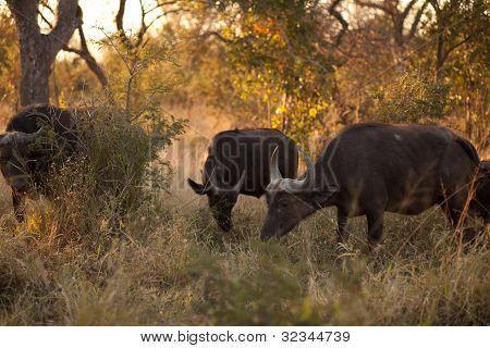 Buvol africký