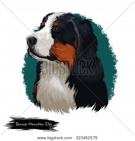 Bernese Mountain Dog, Berner Sennenhund Dog Digital Art Illustration Isolated On White Background. S