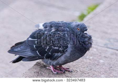 A Fluffy Ruffled Sick Pigeon Is Sitting On Asphalt.