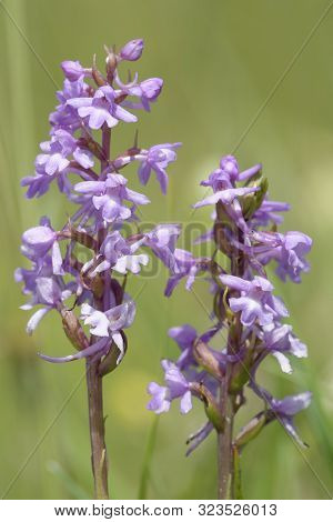 Common Fragrant Orchid - Gymnadenia Conopsea
Two Flower Spikes