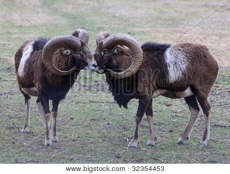 Mufflon Porträt, Wildziege