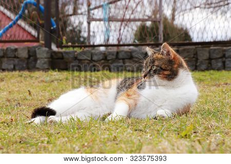 Total Inaction. Everyday Idleness After Dinner. Duty Break In Work. Colored Domesticated Kitten Lies