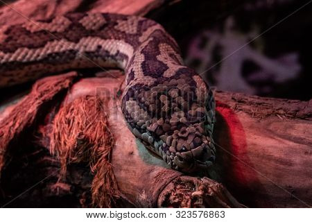 Morelia Spilota Variegata. Photo Of Reticulated Python Head In Full Face.