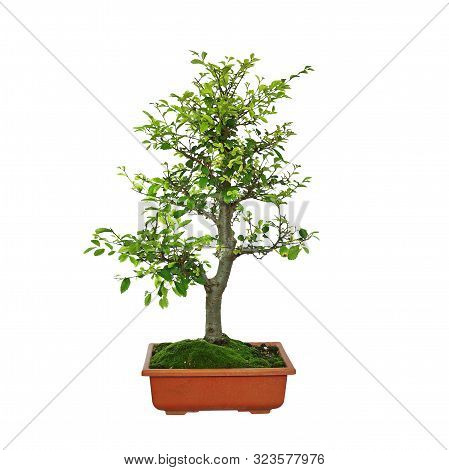 Japanese Elm Bonsai Isolated Over White Background ( Ulmus Parvifolia )