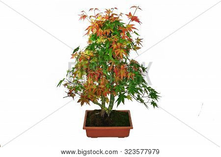 Japanese Maple Bonsai ( Acer Palmatum ) Isolaed On White Background
