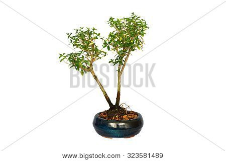 Young Japanese Boxthorn Bonsai Isolated Over White Background ( Serissa Japonica )