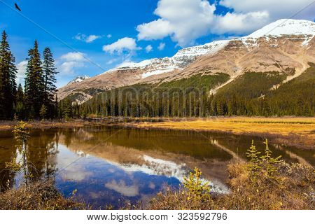Autumn Journey to the Rockies of Canada. Shallow lake overgrown with yellowed grass. At the foot of Lake Peyto. Active, eco and photo tourism concept
