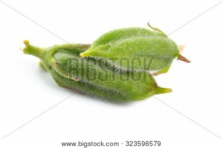 Sesame Green Pods Isolated On White Background