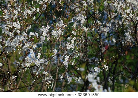 Blooming Cherry Tree In The Garden. Cherry Flowers Close Up.