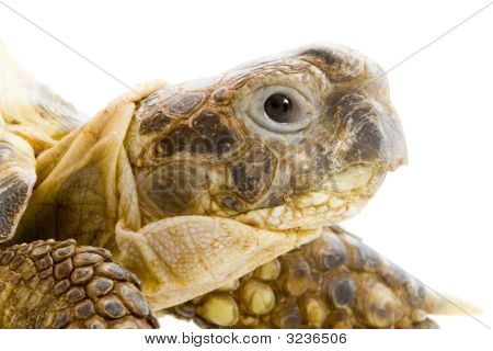 Testudo Horsfieldi
