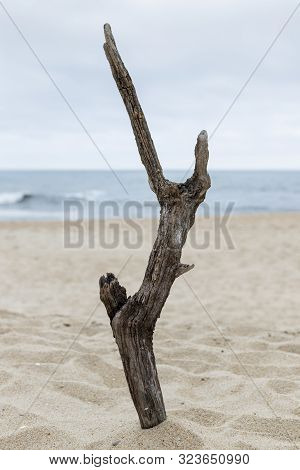 Nazare, Portugal - A Piece Of Drifwood Plade Upright On The Beach