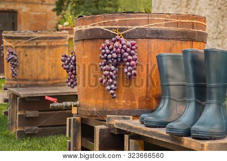 Bunch Of Red Grapes Hanging On Wooden Background. Ripe Bunch Of Grapes. Winemaking Business. Decorat