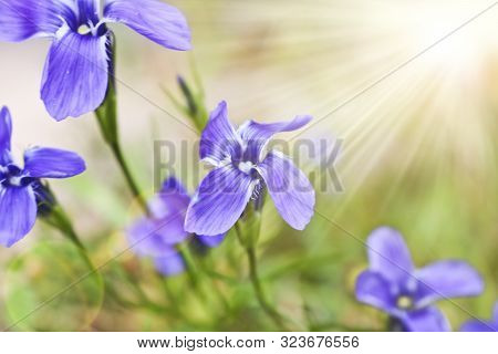 Bright Blue Flowers Gentian Dahurian (gentiana Dahurica) Is A Rare Plant That Grows In The Sayan Mou