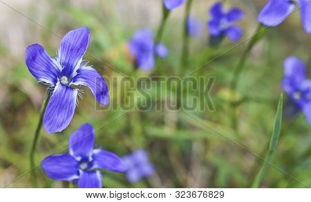 Bright Blue Flowers Gentian Dahurian (gentiana Dahurica) Is A Rare Plant That Grows In The Sayan Mou