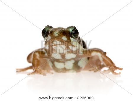 Fantasmatiche Poison Frog - Epipedobates Tricolor