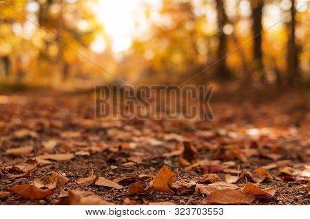 A Rural Road In The Autumn Forest Is Covered With Fallen Leaves.
