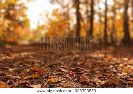A Rural Road In The Autumn Forest Is Covered With Fallen Leaves.