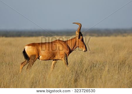 A red hartebeest (Alcelaphus buselaphus) in open grassland, Mokala National Park, South Africa