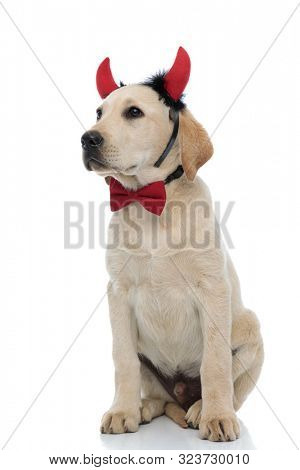 addorable little devil labrador retriever looks to side while sitting on white background