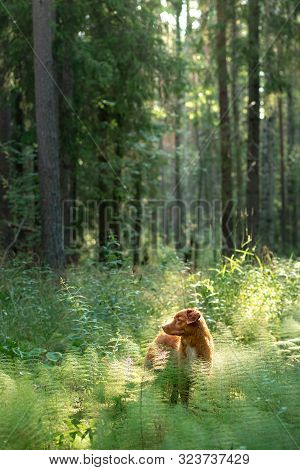 Wet Dog In The Forest. Nova Scotia Duck Tolling Retriever For A Walk