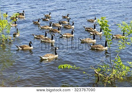 Canada Geese In A Lake, Lachine, Quebec, Canada