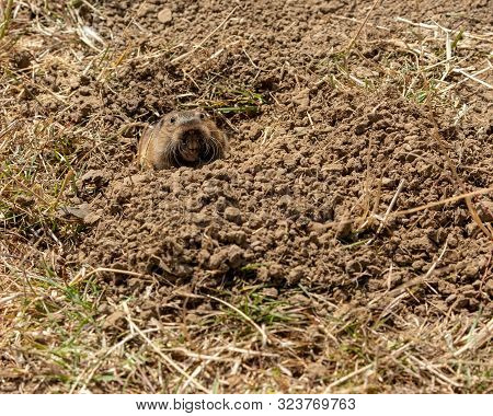 The Head Of A Pocket Gopher (geomyidae) Coming Out Of A Burrow In The Dirt, Teeth Showing