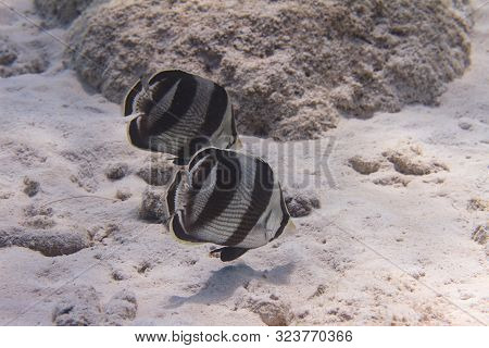 Banded Butterflyfish