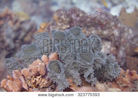 Branching Vase Sponge On Coral Reef Off Bonaire, Dutch Caribbean