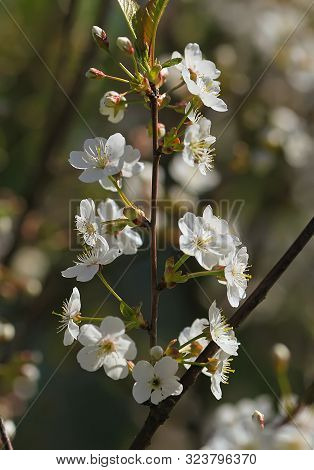 Blooming Cherry Tree In The Garden. Cherry Flowers Close Up.