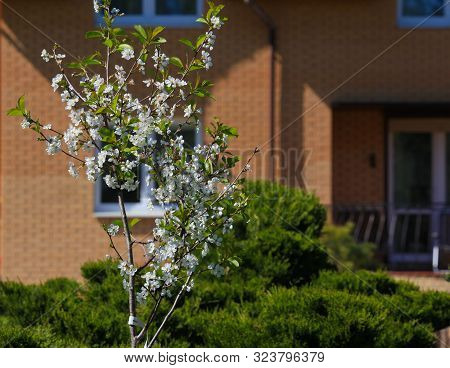 Blooming Cherry Tree In The Garden. Cherry Flowers Close Up.