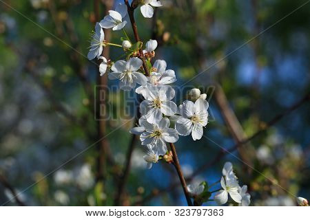 Blooming Cherry Tree In The Garden. Cherry Flowers Close Up.