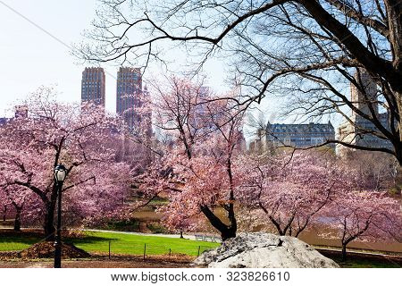 Blooming Kwanzan Cherry New York Central Park