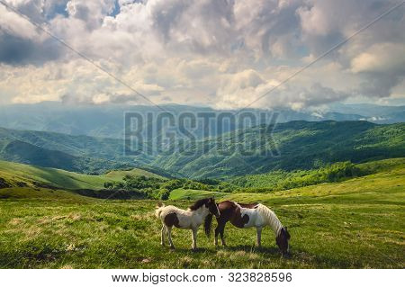 Close Up Of Wild Horse In Nature. Amazing Nature. Close Up Of Wild Horse In Nature. Horse In Mountai