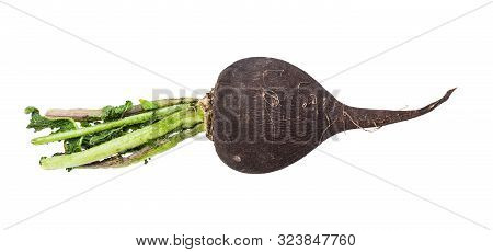 Little Black Radish Taproot With Green Foliage Isolated On White Background