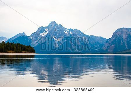 Ducks Crossing Jackson Lake In Colter Bay Village In Grand Teton National Park Wyoming