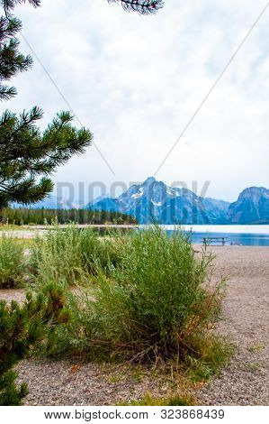 Vegitation On Jackson Lake Swim Beach In Colter Bay Village In Grand Teton National Park Wyoming