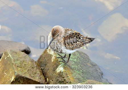 The Western Sandpiper (calidris Mauri) Is A Small Shorebird.
