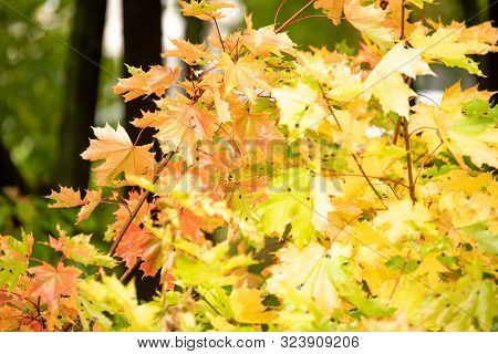 Yellow Maole Leaves In Autumn Day In City Park