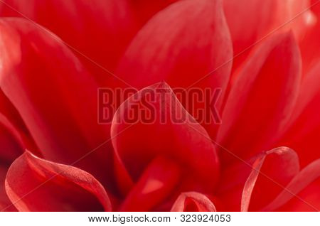 Macro Photo Of Pink Petals Of Dahlia Flower